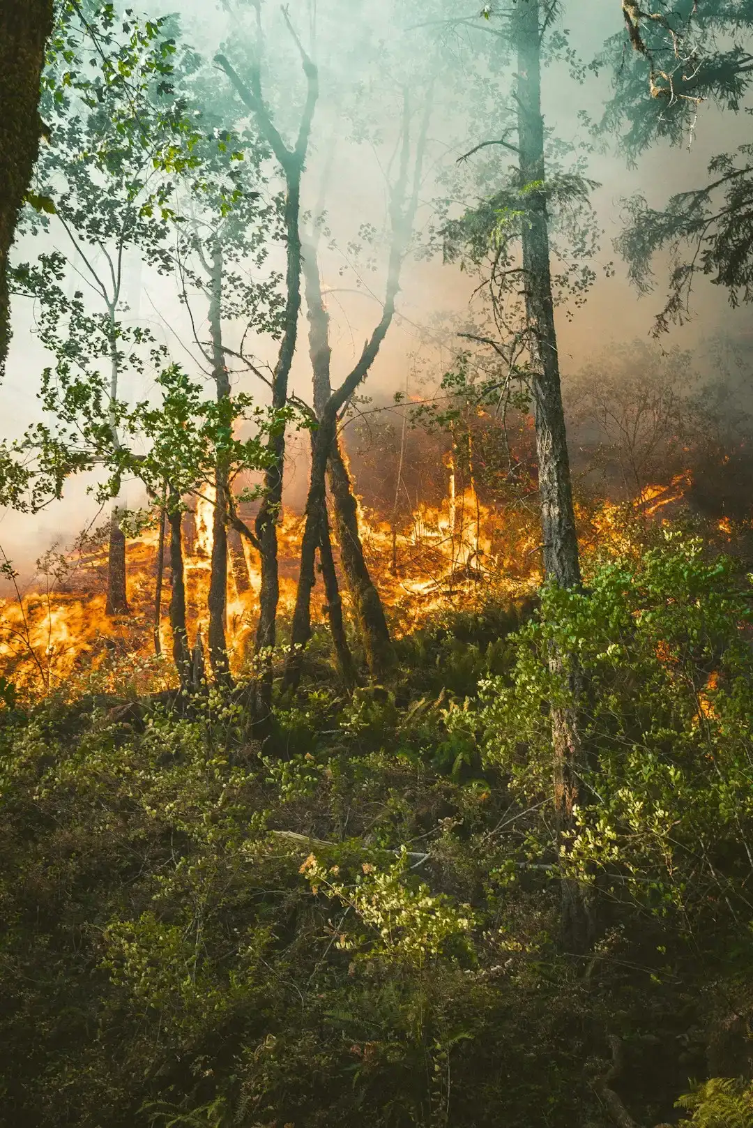 3. Harden the home against wildfire with fire-resistant materials (Image Credits: Unsplash)