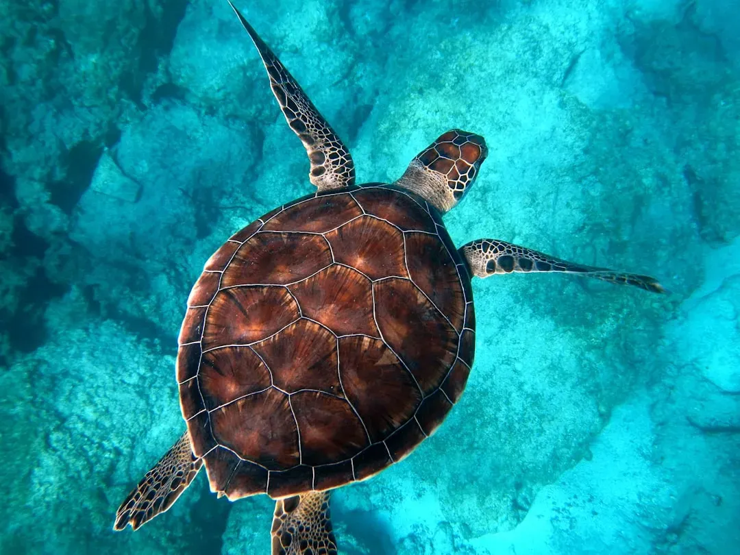 Cousin Island and the wider hawksbill turtle recovery (Image Credits: Unsplash)