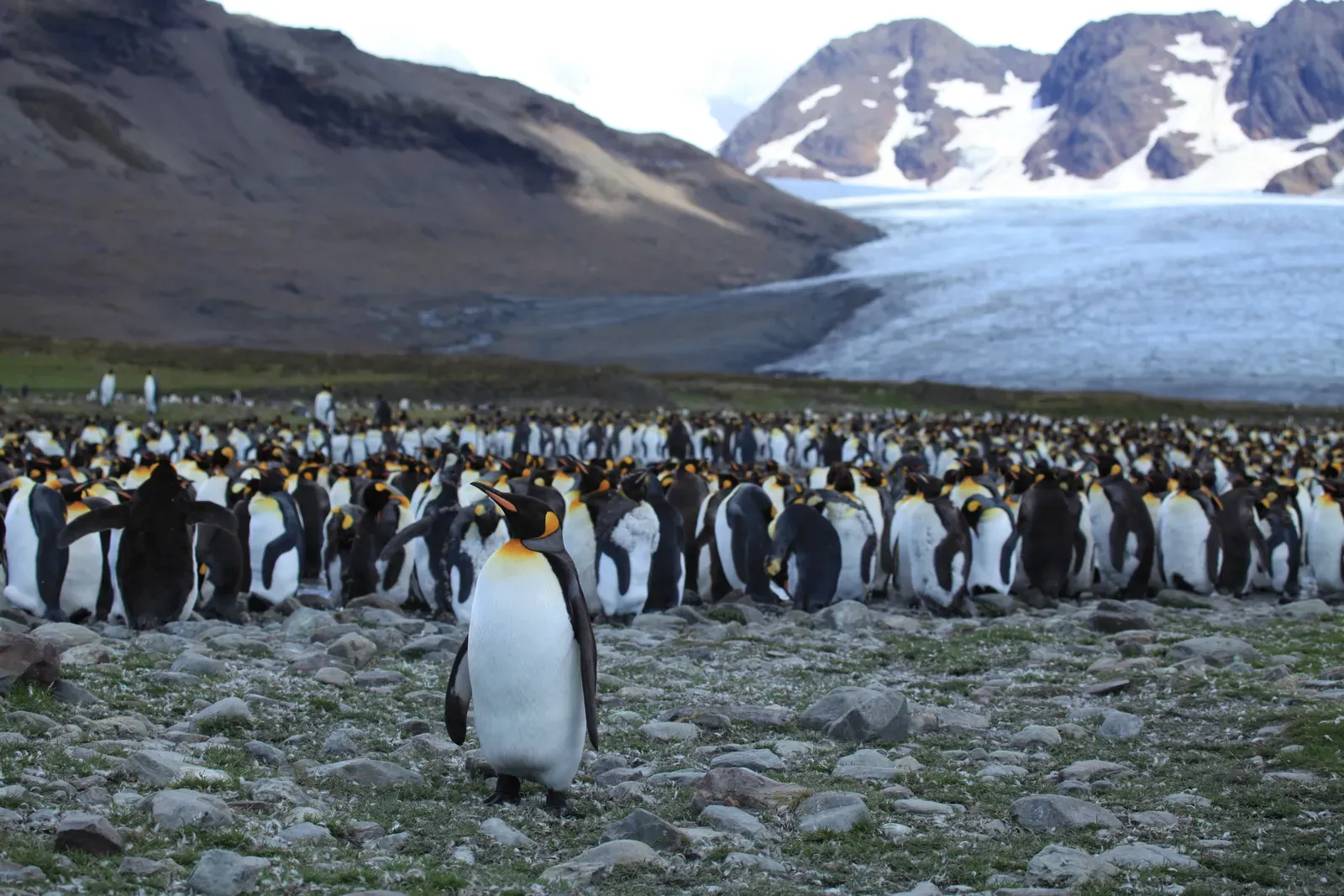 South Georgia and the South Sandwich Islands (King Penguins at St. Andrews Bay, South Georgia, CC BY-SA 2.0)