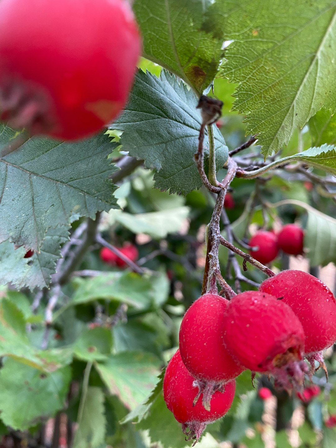 Rainwater Harvesting Systems Capture Nature's Gift (image credits: unsplash)