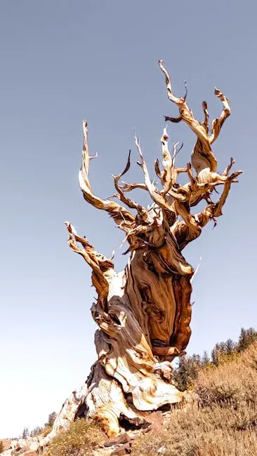 2. Trees Recorded Ancient Volcanic Eruptions With Stunning Precision (Image Credits: Pexels)