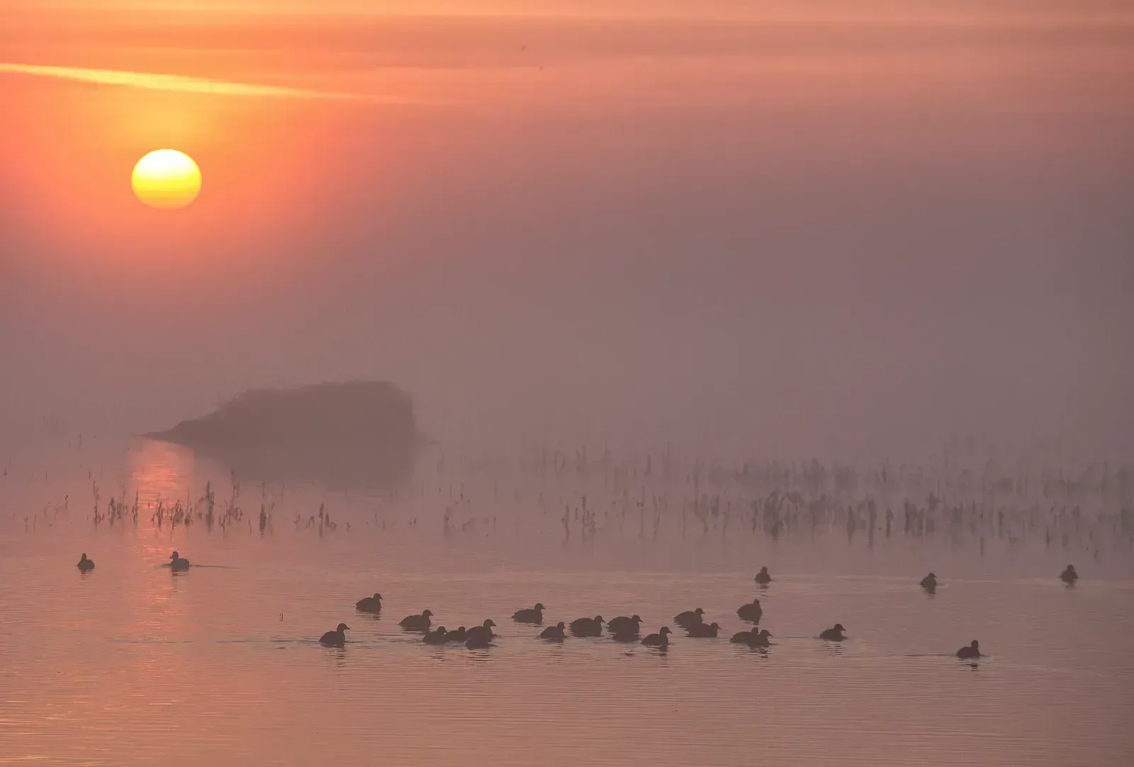 The one season where the sunshine dims a little (BLM Winter Bucket List #9: Cosumnes River Preserve, California, for the Trumpet and Dance of the Sandhill Crane, Public domain)