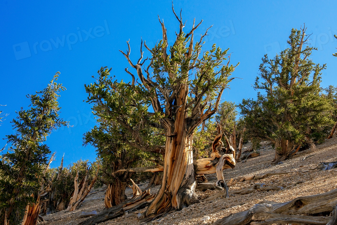 The Bristlecone Champion - Methuselah Pine (image credits: rawpixel)
