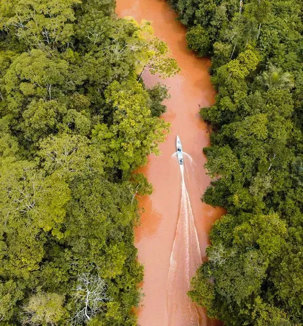 5. Luciana Gatti – The Scientist Who Caught the Amazon Turning Into a Carbon Source (Image Credits: Pexels)