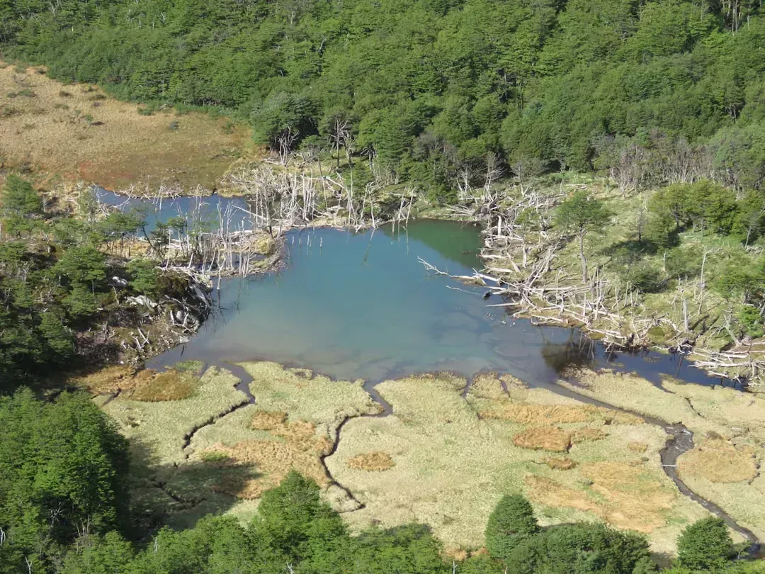 10. Protecting upstream ecosystems pays off downstream (Image Credits: Unsplash)