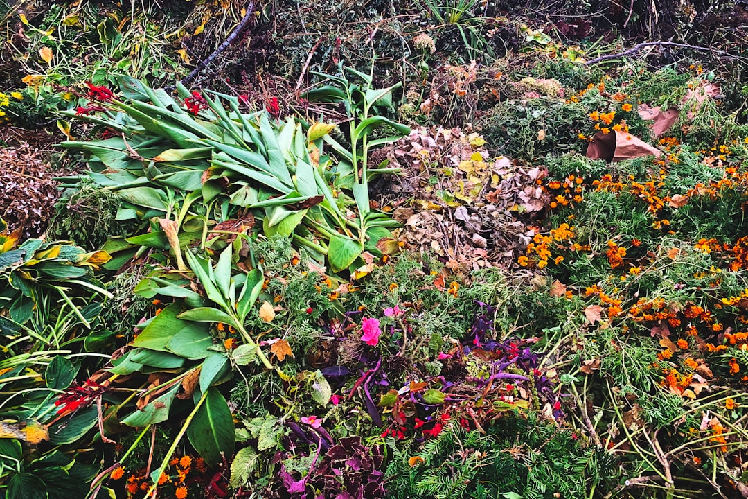 Leaving Invasive Plant Species in Yard Waste (image credits: unsplash)