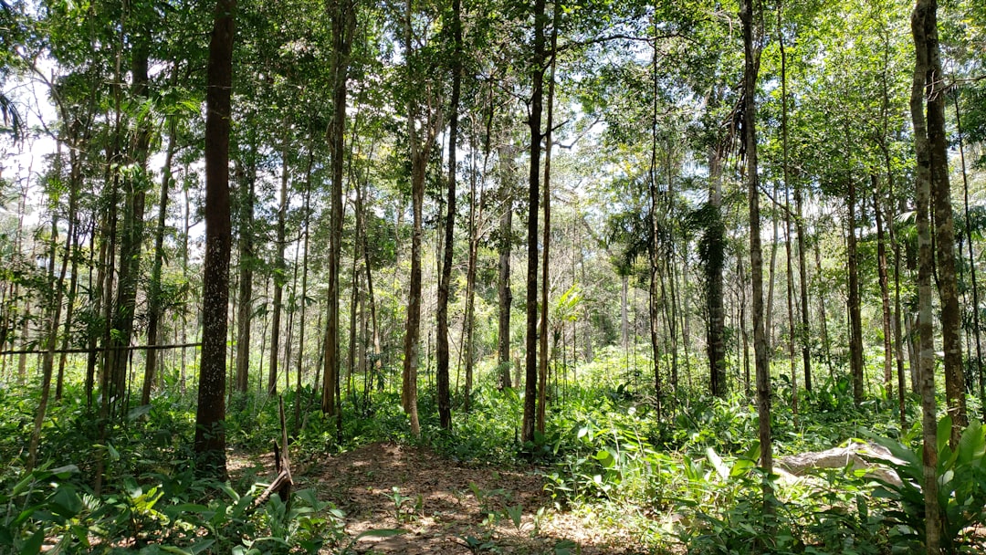 Economic Incentives: Making Conservation Profitable (image credits: unsplash)