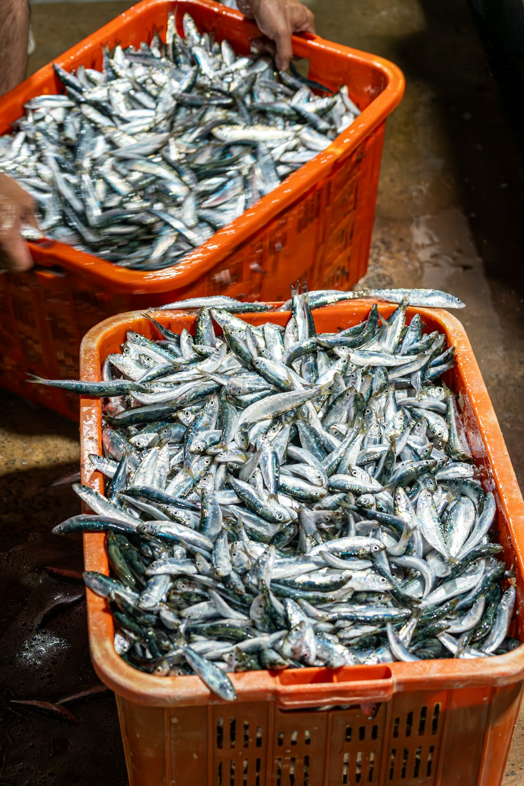 Marine Reserves Actually Increase Fish Catches (image credits: unsplash)
