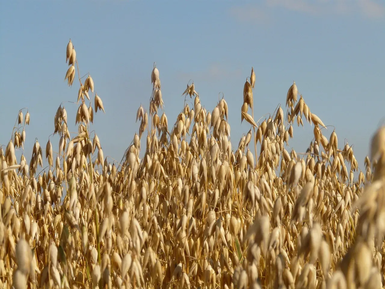 6. Oats (Image Credits: Pixabay)
