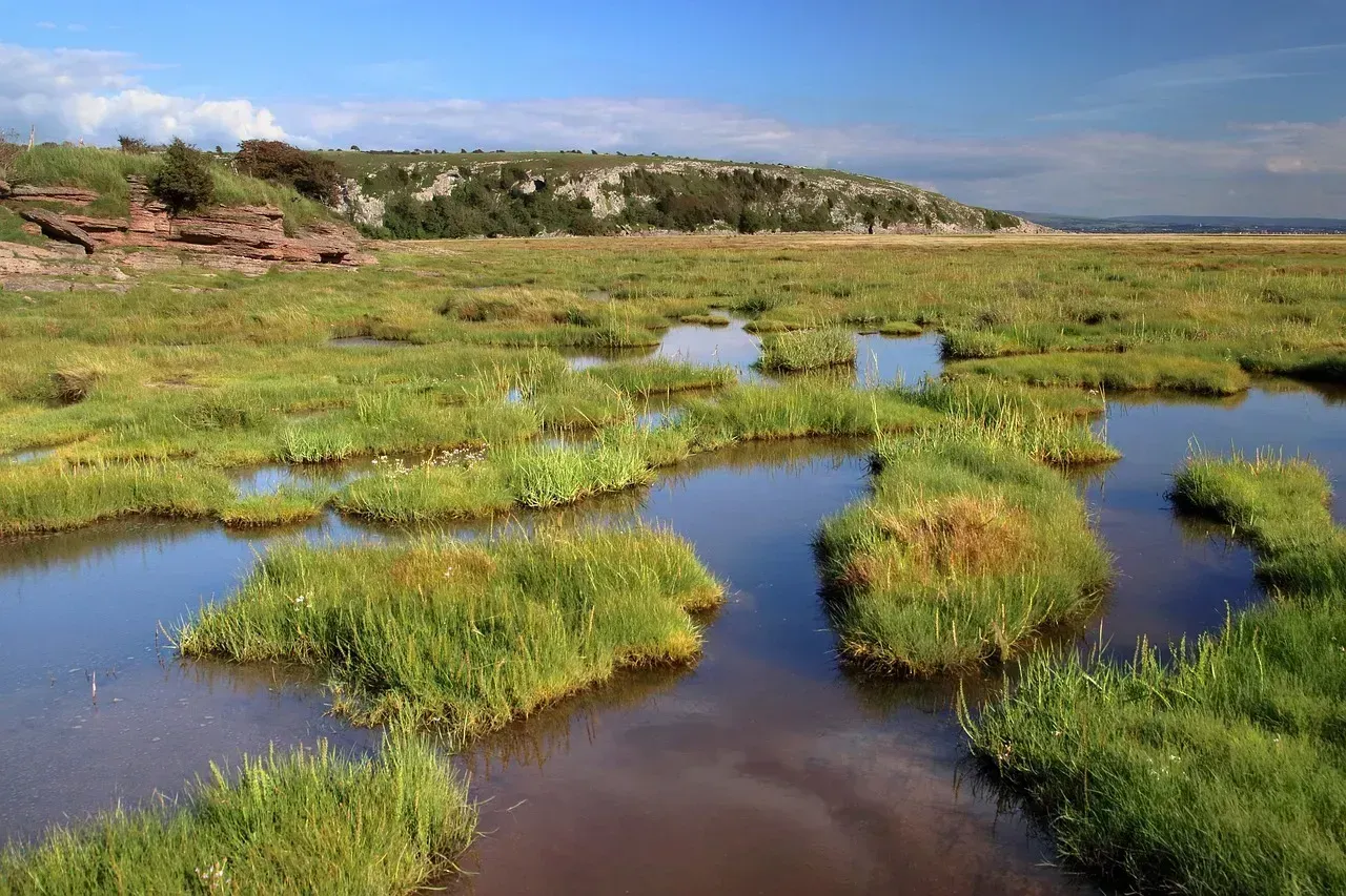 2. Virginia Beach, Virginia: Pleasure House Point Wetlands Restoration (Image Credits: Pixabay)