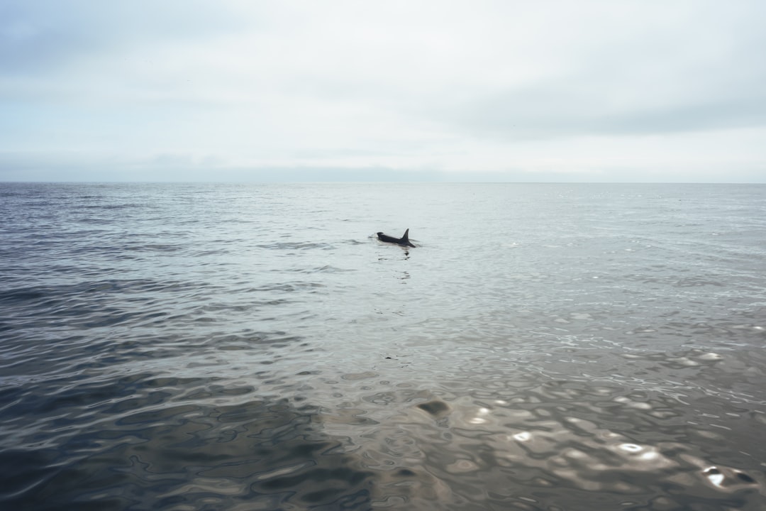 Solo Hunting Mastery (image credits: unsplash)