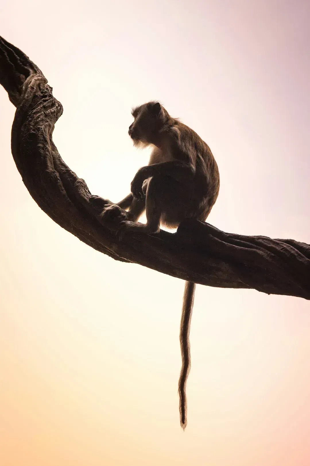 Long-Tailed Macaques and the Tourist Snack Economy (Image Credits: Unsplash)