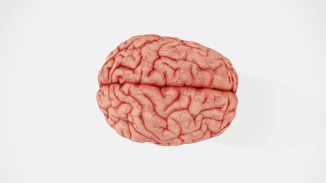 3. Adult Brains Cannot Grow New Neurons (Image Credits: Unsplash)