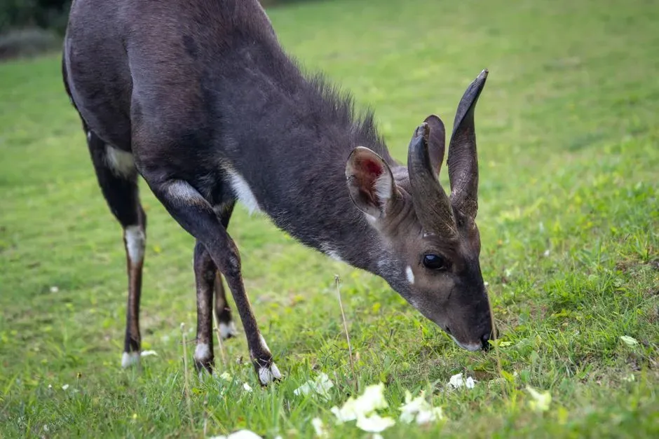 Saola in Remote Mountain Forests (Image Credits: Pexels)