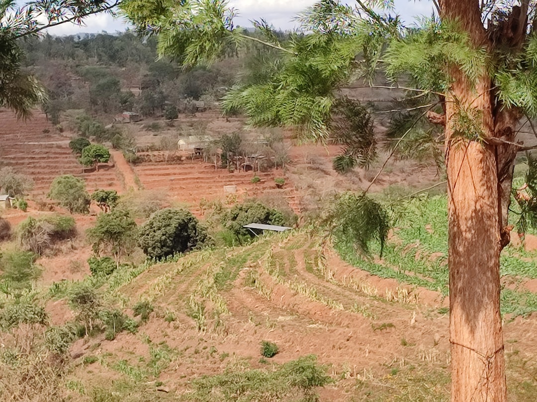 Agricultural Systems Under Severe Stress (image credits: unsplash)
