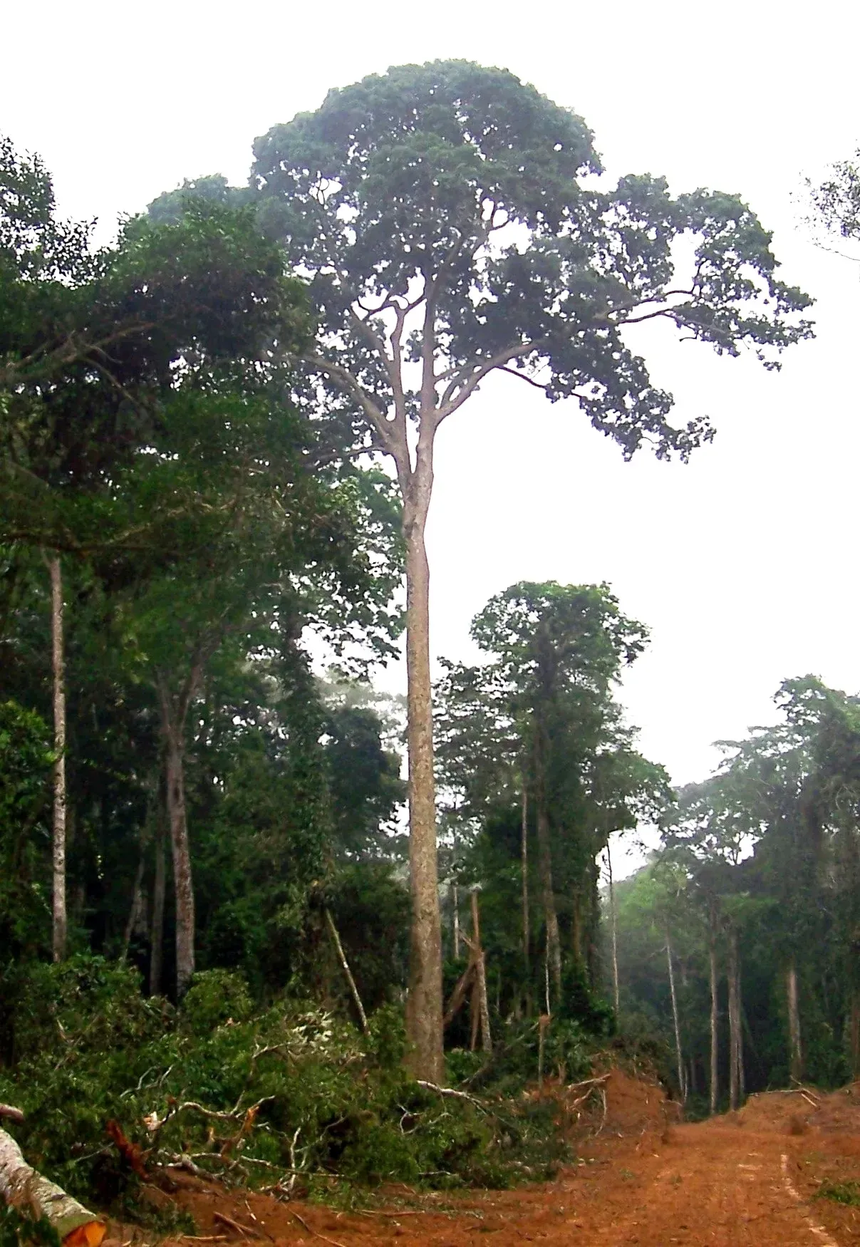 2. Democratic Republic of Congo - Record Non-Fire Losses in the Congo Basin (By Robert Sharp, Public domain)