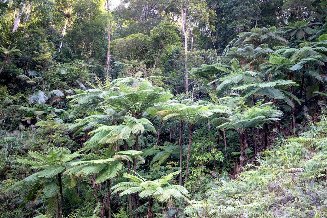 The Billion-Dollar Forest Fund Revolution (image credits: unsplash)