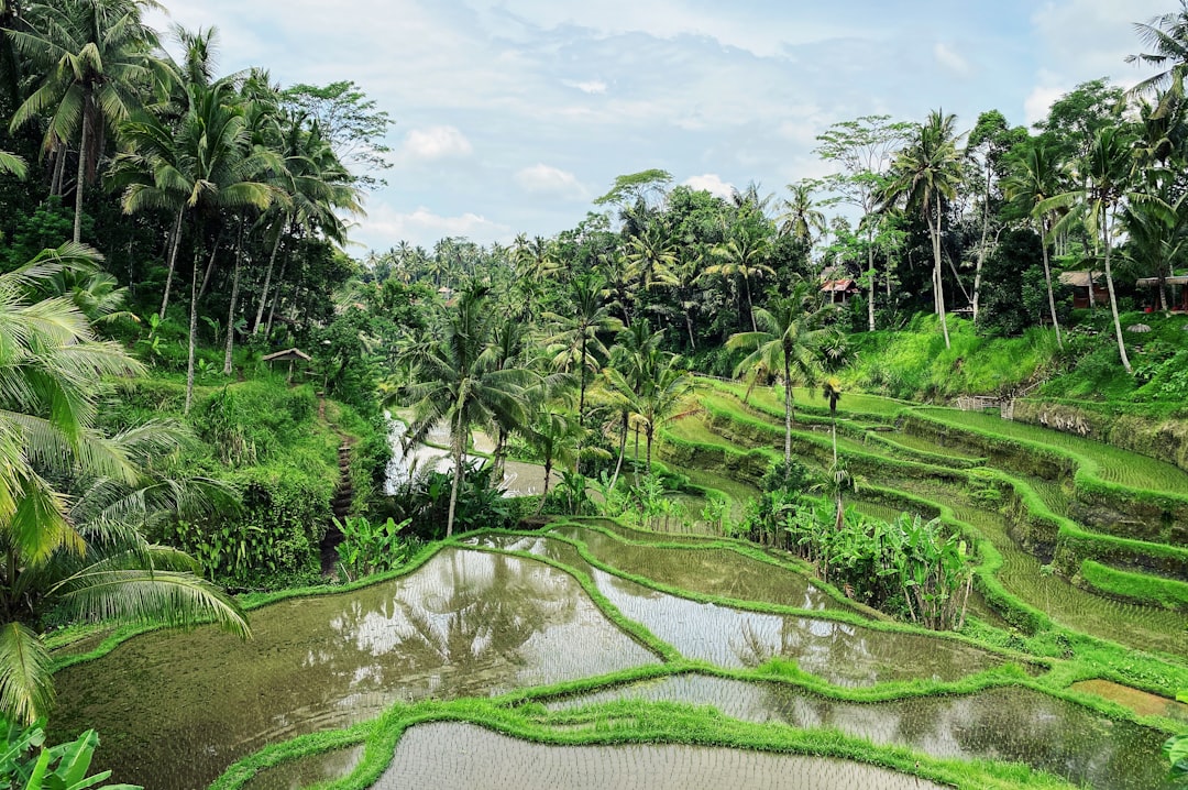 Precipitation Patterns Become Increasingly Unpredictable (image credits: unsplash)