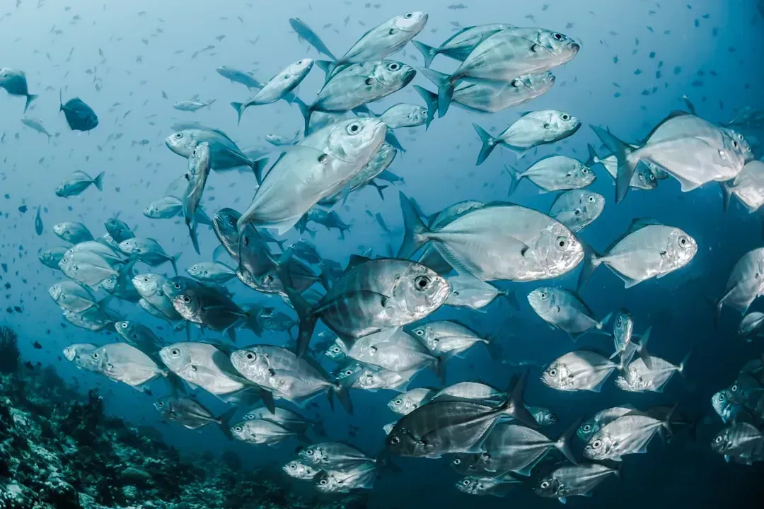 Fish and Aquatic Life Feel the Pressure From All Sides (Image Credits: Unsplash)