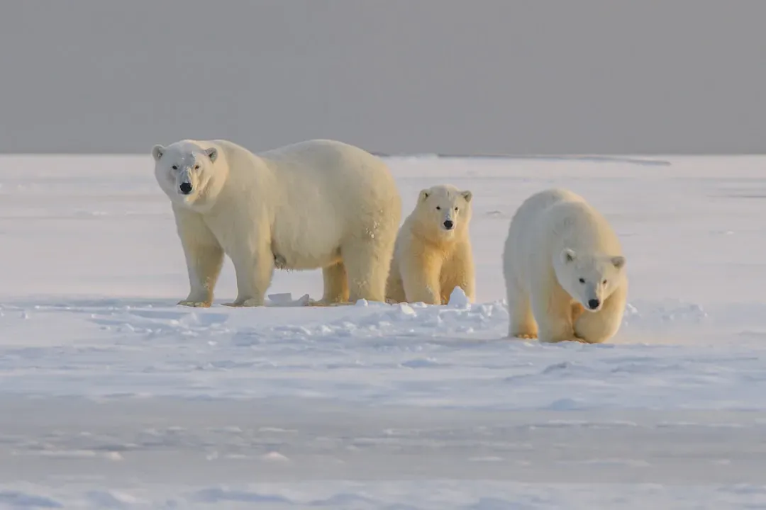 1. The Arctic (Image Credits: Unsplash)