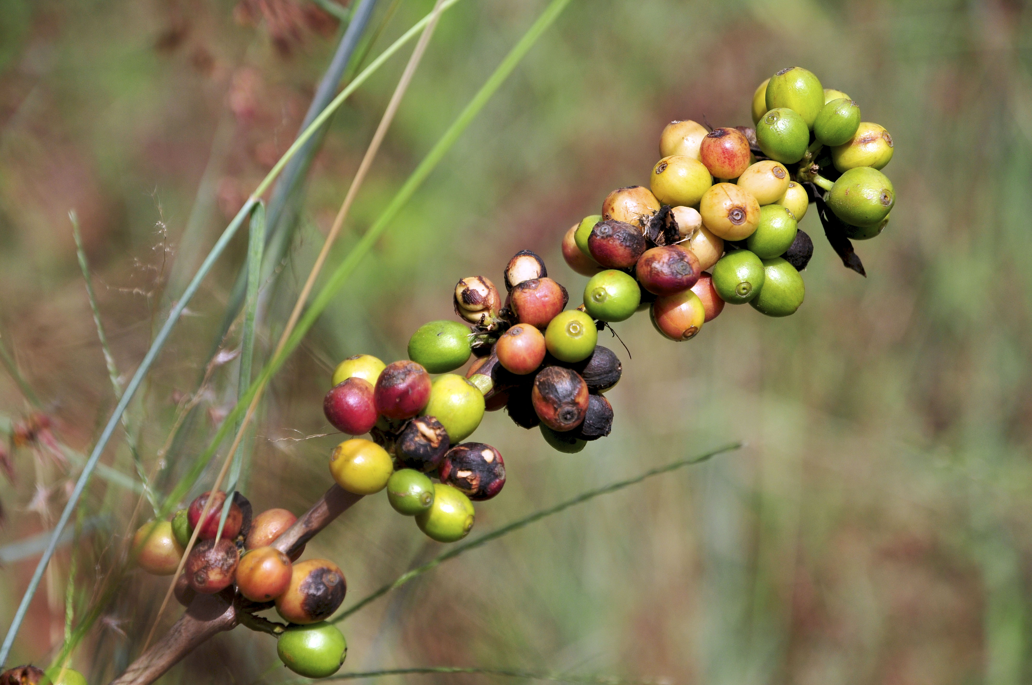Pests and Diseases on the March (image credits: wikimedia)