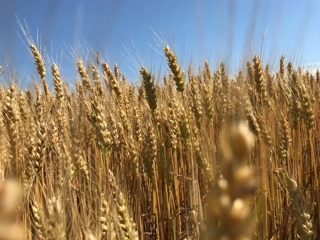 1. Winter Wheat (Image Credits: Unsplash)
