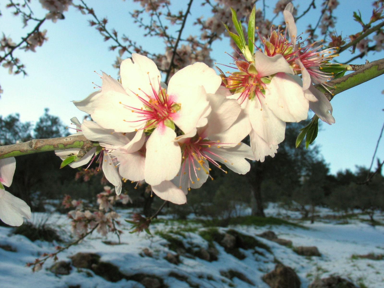 Almonds: The Poster Child for Pollinator Dependence (image credits: By This file is a work by Ester Inbar (user:ST or he:user:ST).
More of my work can be found in Category:Files by User:ST.

If you use my work outside Wikimedia I would appreciate being notified and referred to site where used here., Attribution, https://commons.wikimedia.org/w/index.php?curid=3742547)