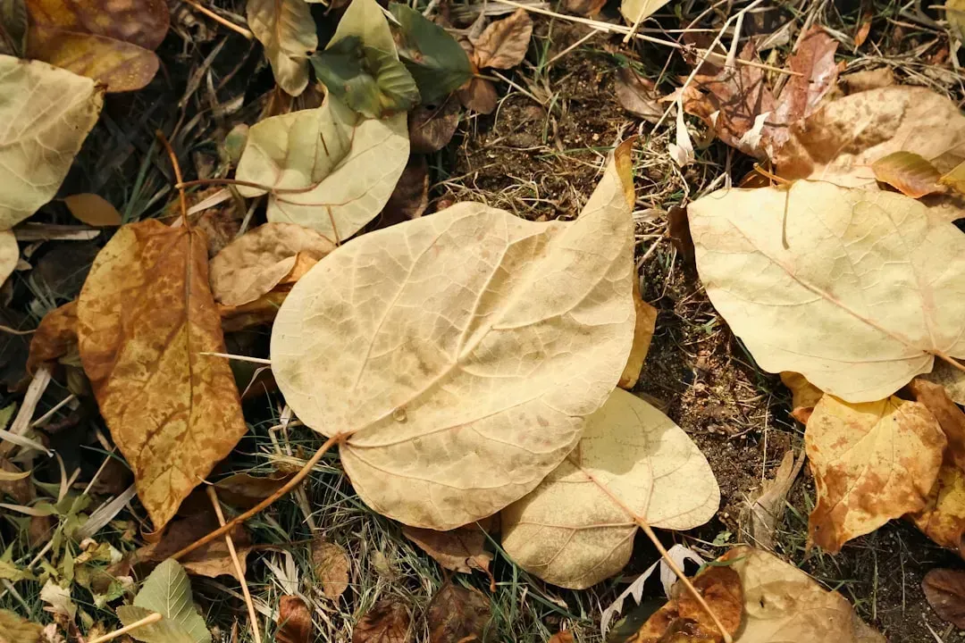 8. Leaves Turning Their Undersides Upward (Image Credits: Unsplash)