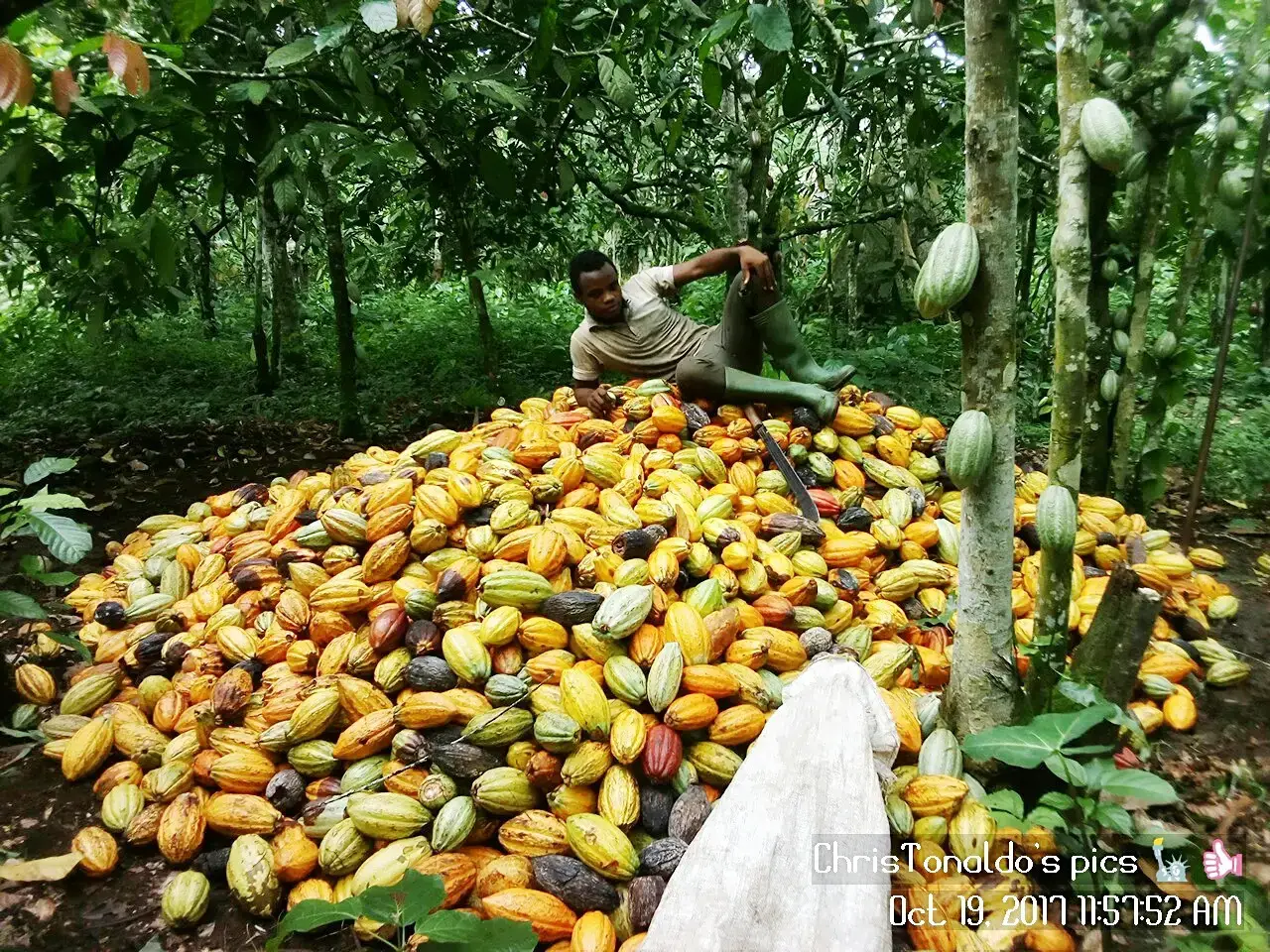 3. Cameroon - A New Record Tied to Cocoa and Conflict (By CHRISTONALDO, CC BY-SA 4.0)