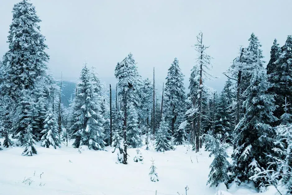 Myth 4: "Cold Winters Prove Global Warming Isn't Real" (Image Credits: Pexels)