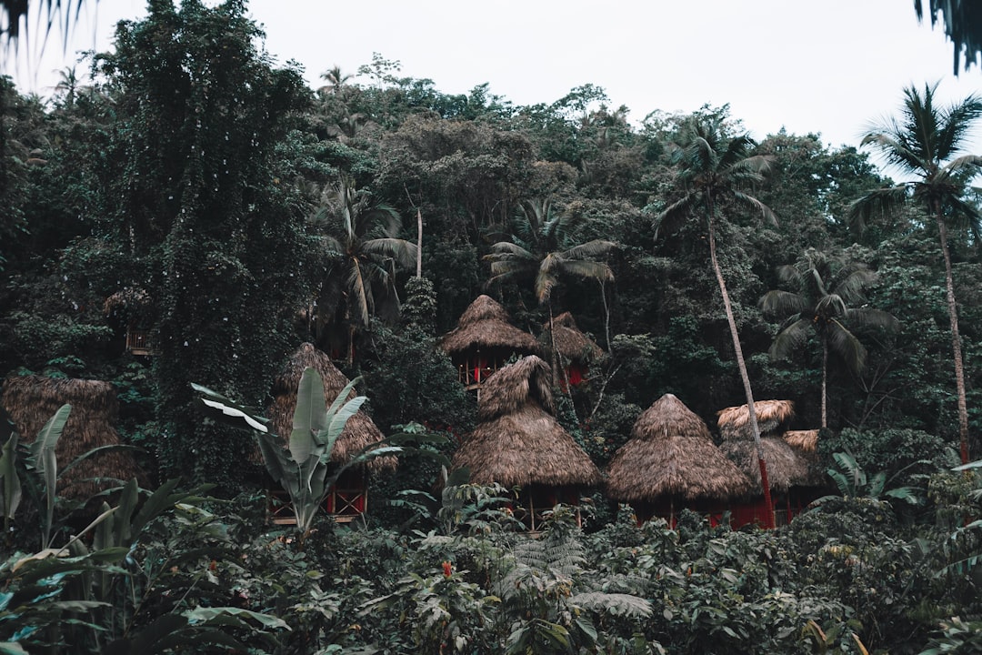 Indigenous Communities: The Forgotten Forest Guardians (image credits: unsplash)