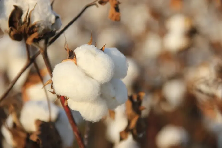3. Upland Cotton (Image Credits: Pexels)