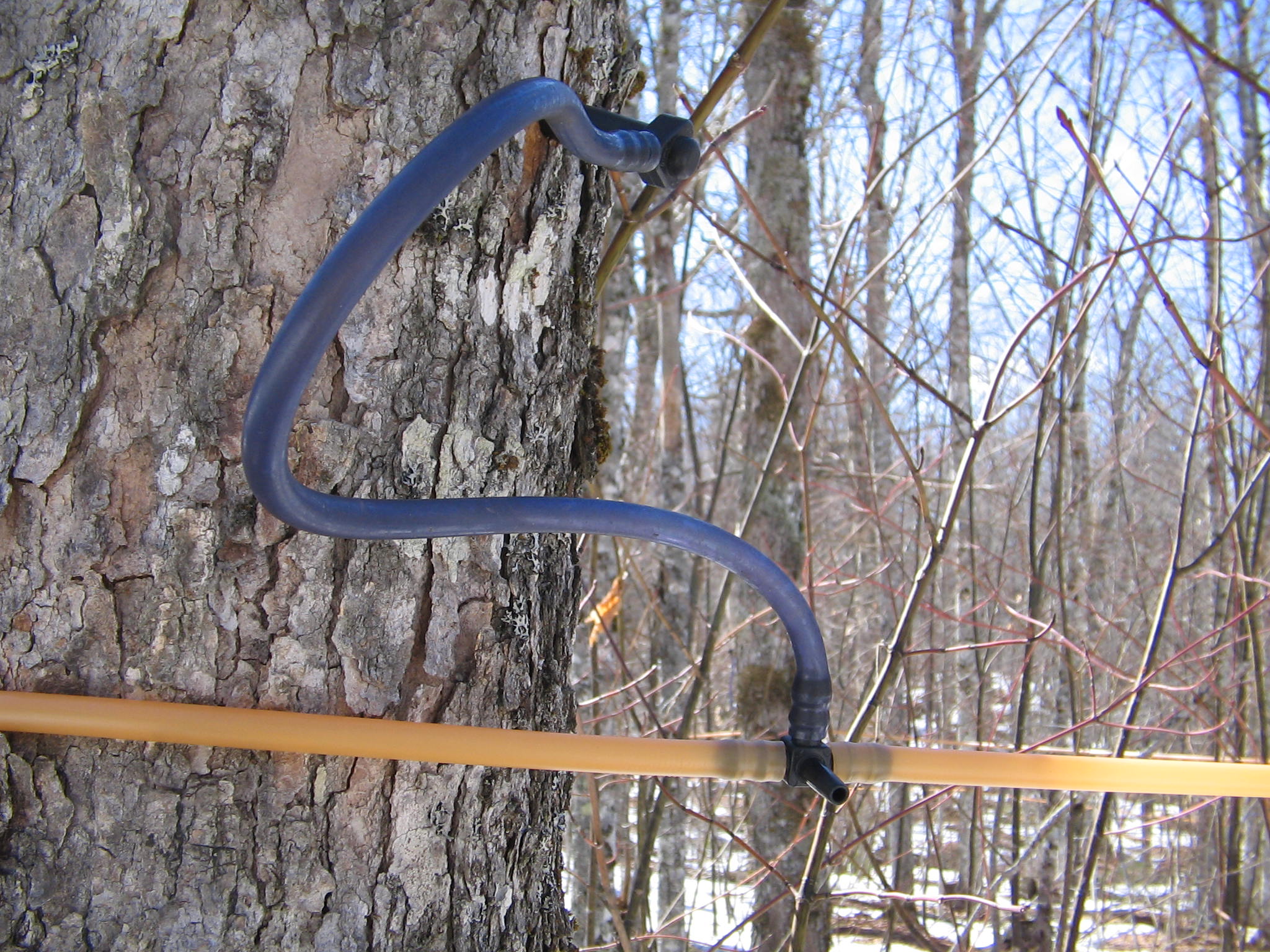 Maple Syrup Production Is Falling Due to Warming Winters (image credits: wikimedia)