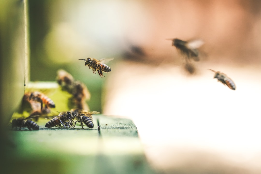 Honey Supplies Are Dwindling Due to Pollinator Declines (image credits: unsplash)