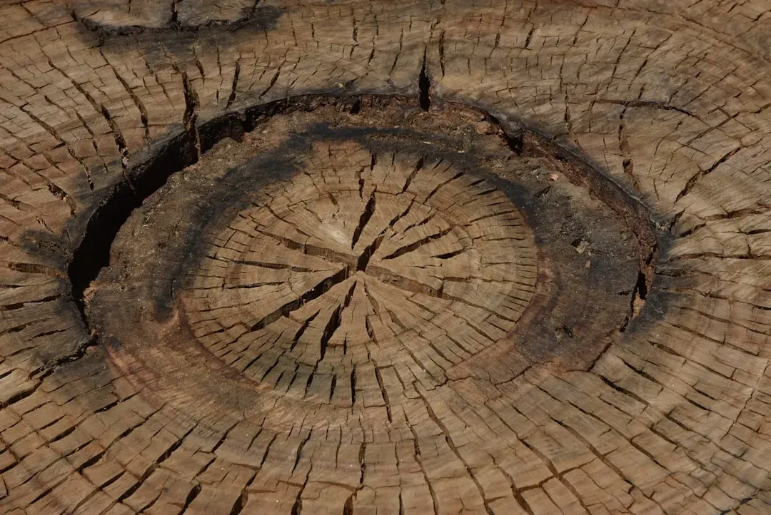 5. They Revealed a Link Between Drought and Dynastic Collapse in China (Image Credits: Unsplash)