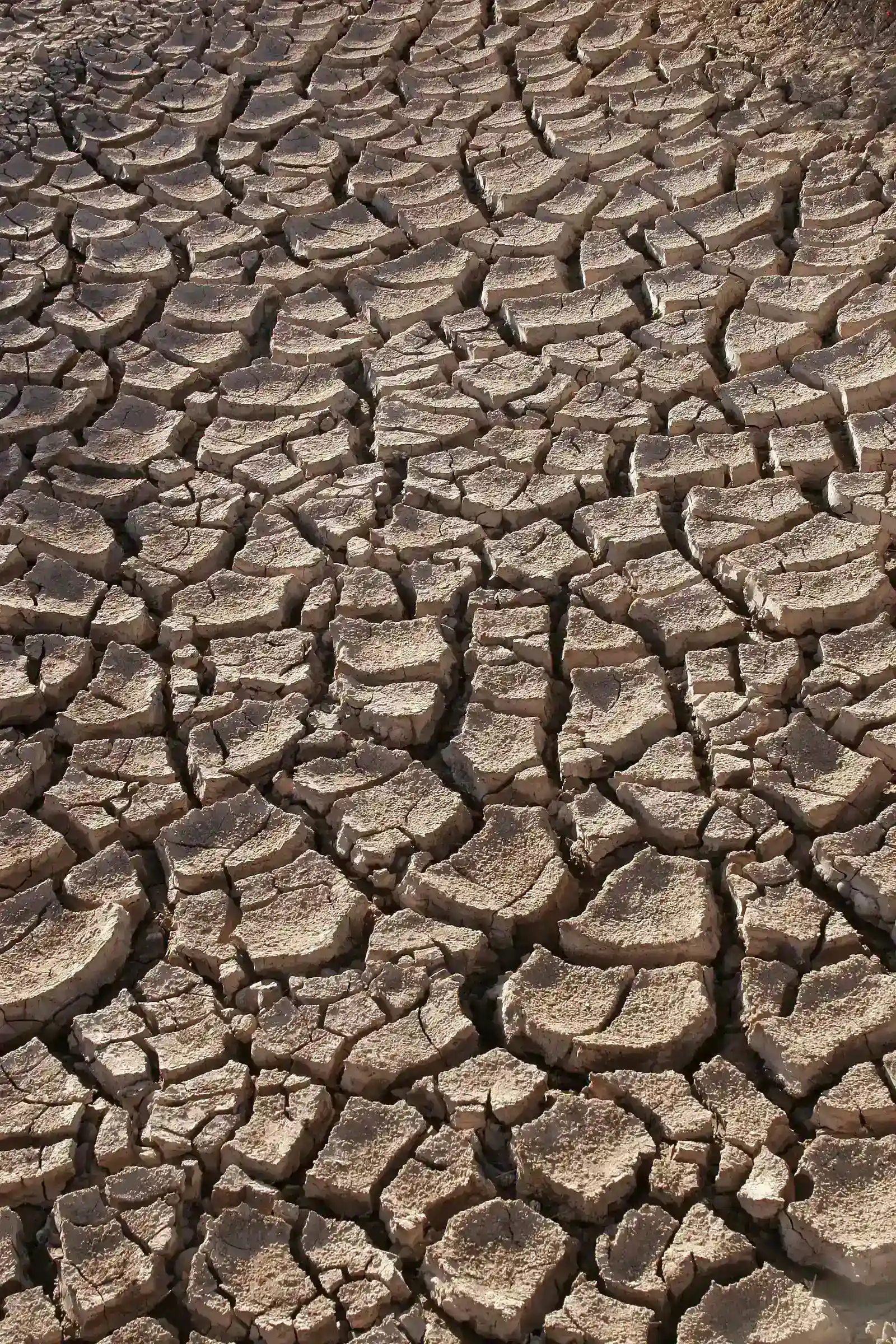The real culprit: atmospheric thirst, not just missing rain (By Tomas Castelazo, CC BY 3.0)