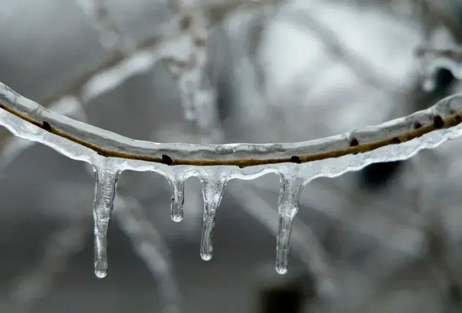 The winters my parents gardened around barely exist anymore (Image Credits: Pexels)