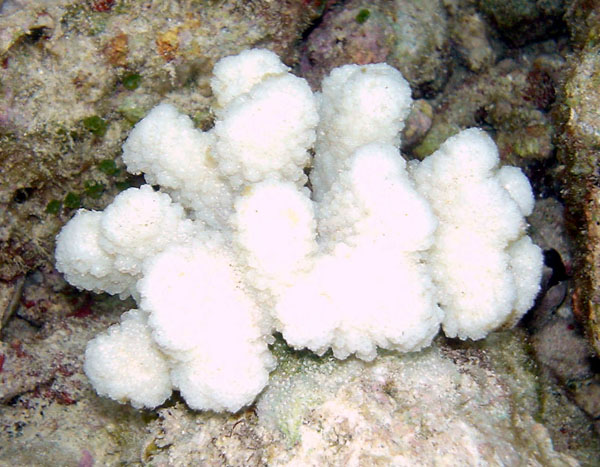 Over 40% of Coral Species Now Face Extinction (image credits: wikimedia)