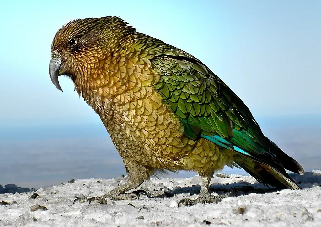 Kea Parrots Trading Alpine Foraging for Rubber and Snacks (Image Credits: Flickr)