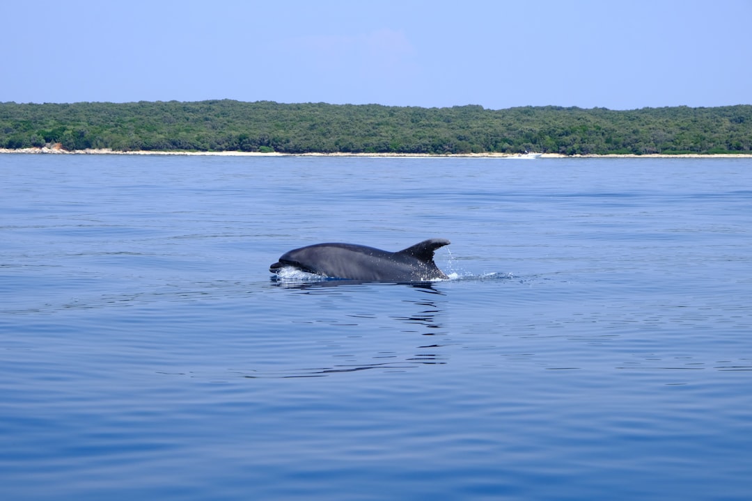 6. Brazil - Amazon Basin's Aquatic Wonderland (image credits: unsplash)