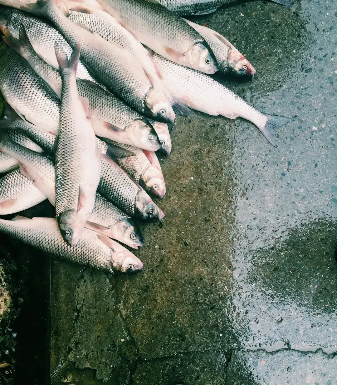 The San Carlos Reservoir fish kill nobody flagged in advance (Image Credits: Unsplash)