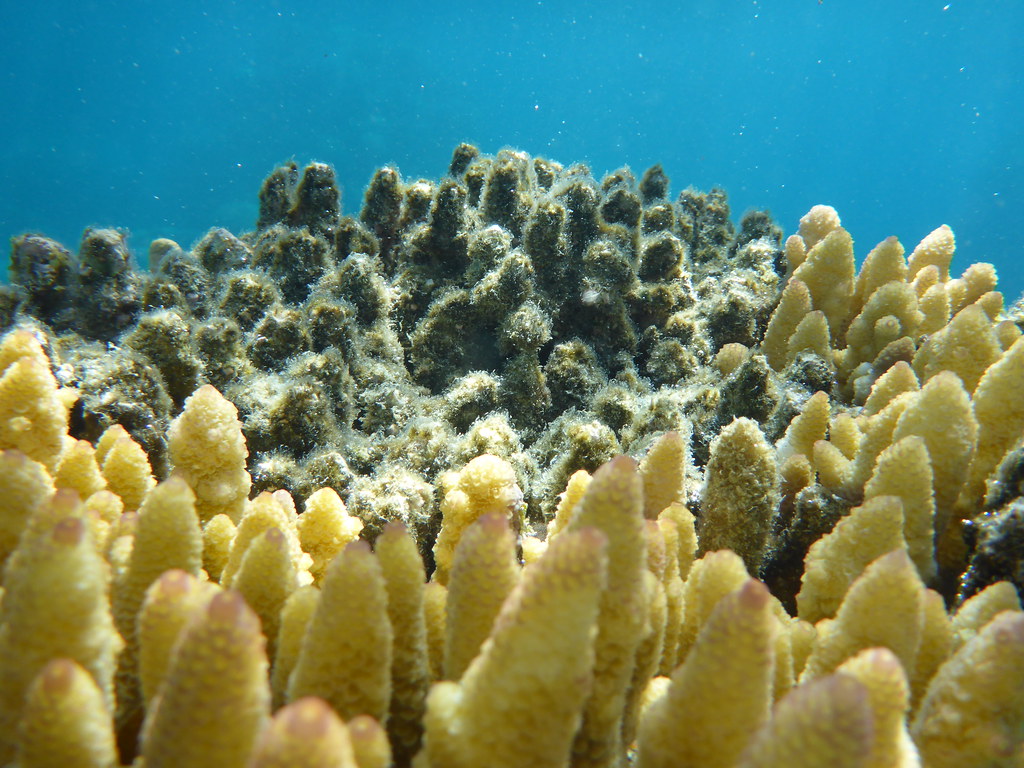 Comparing Natural vs. Artificial Coastal Defenses (image credits: flickr)