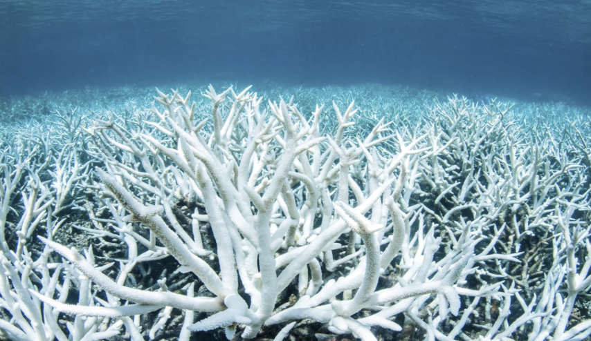 Oceanic Nightmares: Dead Zones and Bleaching Reefs (image credits: wikimedia)