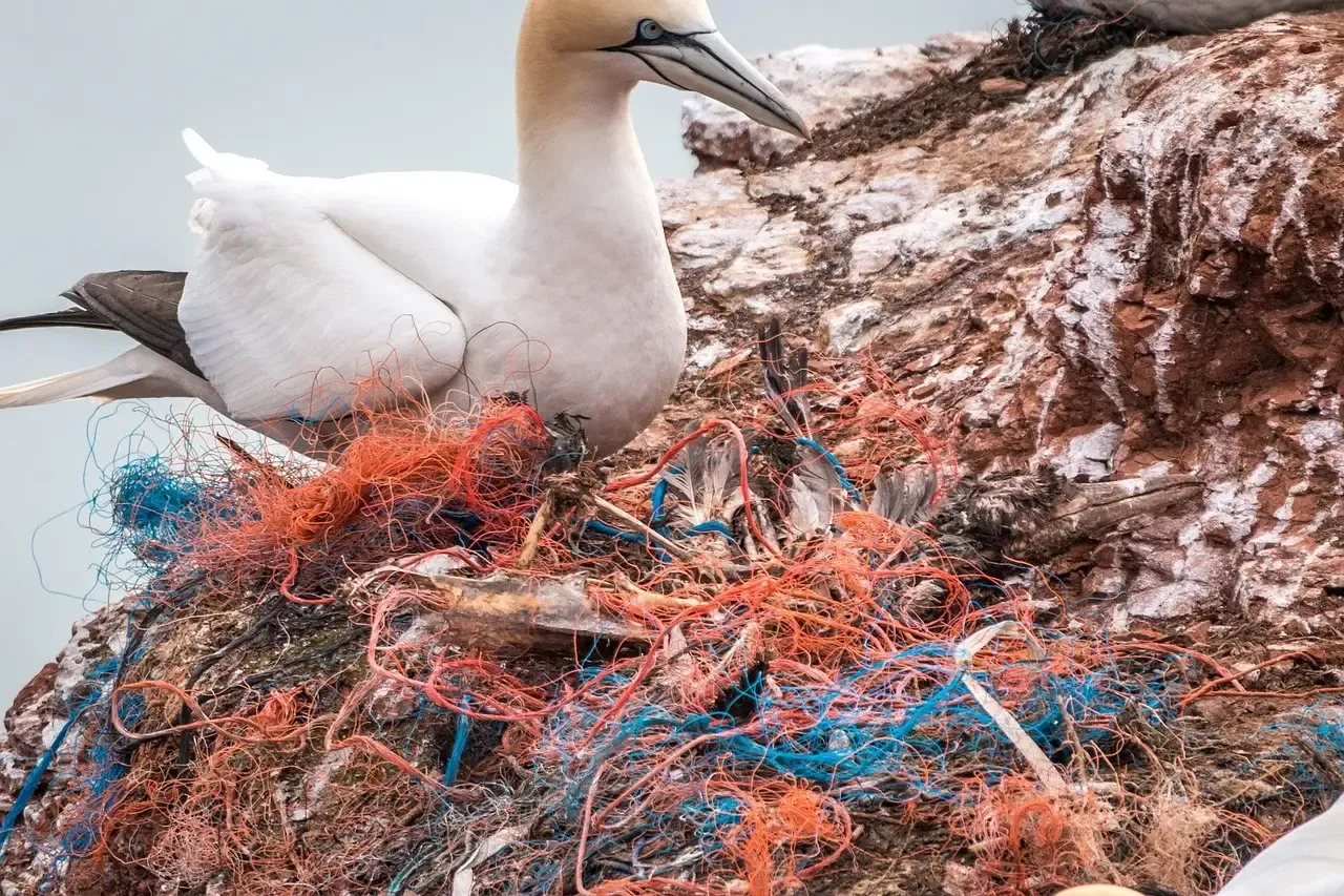 The Toll on Marine Life (Image Credits: Pixabay)