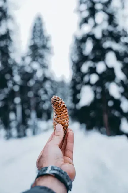 7. "Pine Cones Open, Dry Weather; Pine Cones Closed, Wet Weather." (Image Credits: Pexels)