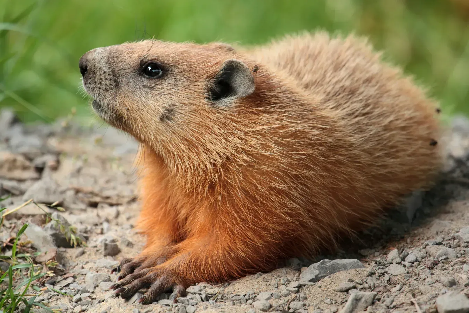 2. A groundhog can predict how much winter is left (Image Credits: By Cephas, CC BY-SA 3.0)