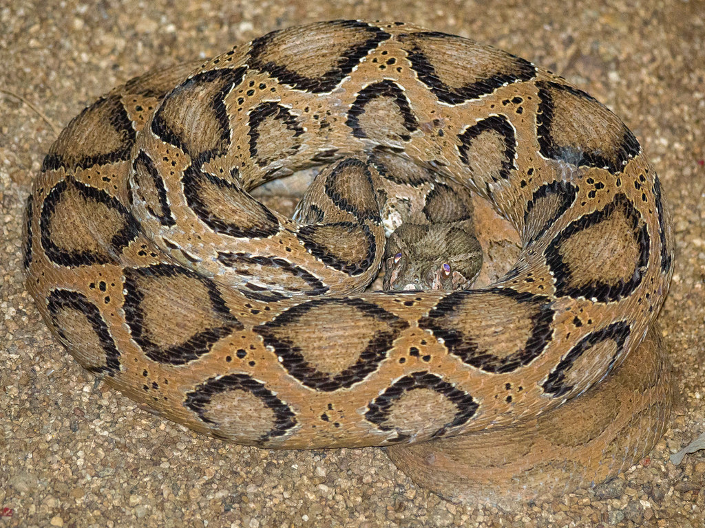 Russell's Viper - The Regional Killer (image credits: flickr)