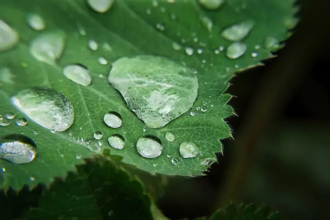 6. Surging Dew Points and Oppressive Humidity (Image Credits: Unsplash)