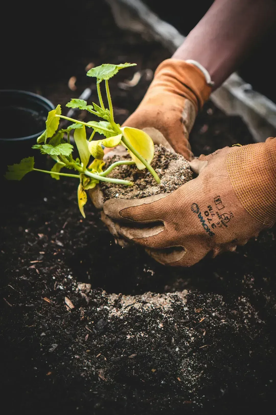 I'm growing things my parents never would have attempted (Image Credits: Unsplash)