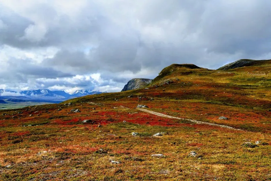 6. Arctic Tundra (Image Credits: Pexels)